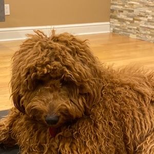 Meet your Posher, Haren